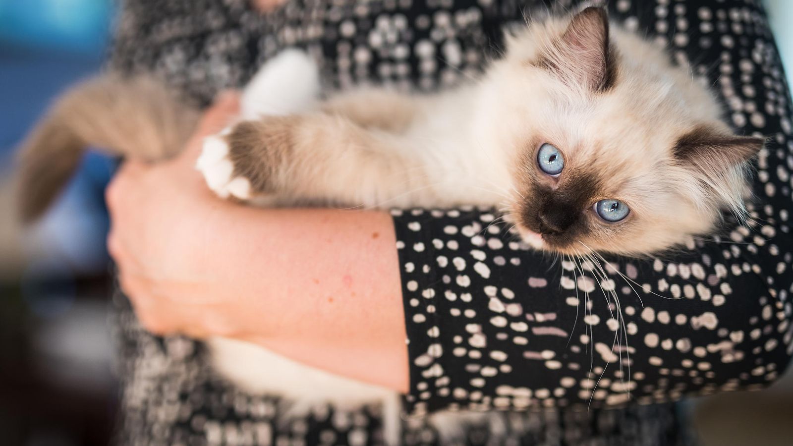 ragdoll, kissa