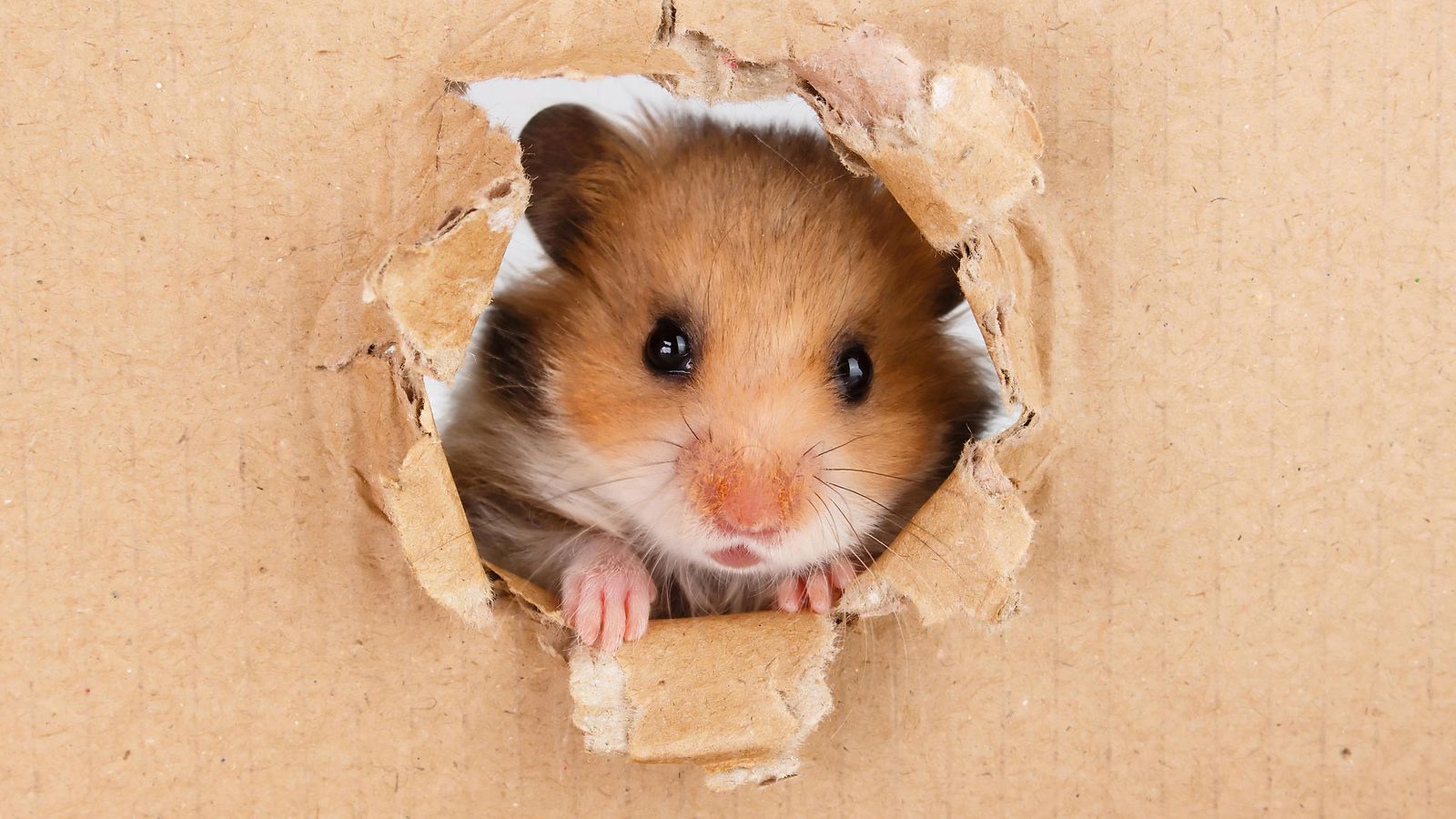 hamsteri