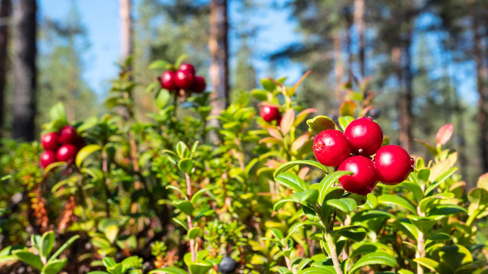 AOP, puolukka, marja, metsä, suomi