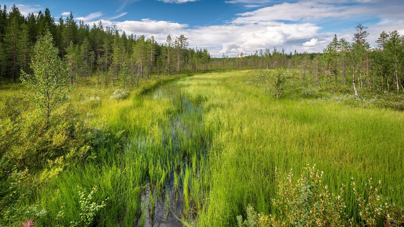 AOP, suomi, suo, metsä2