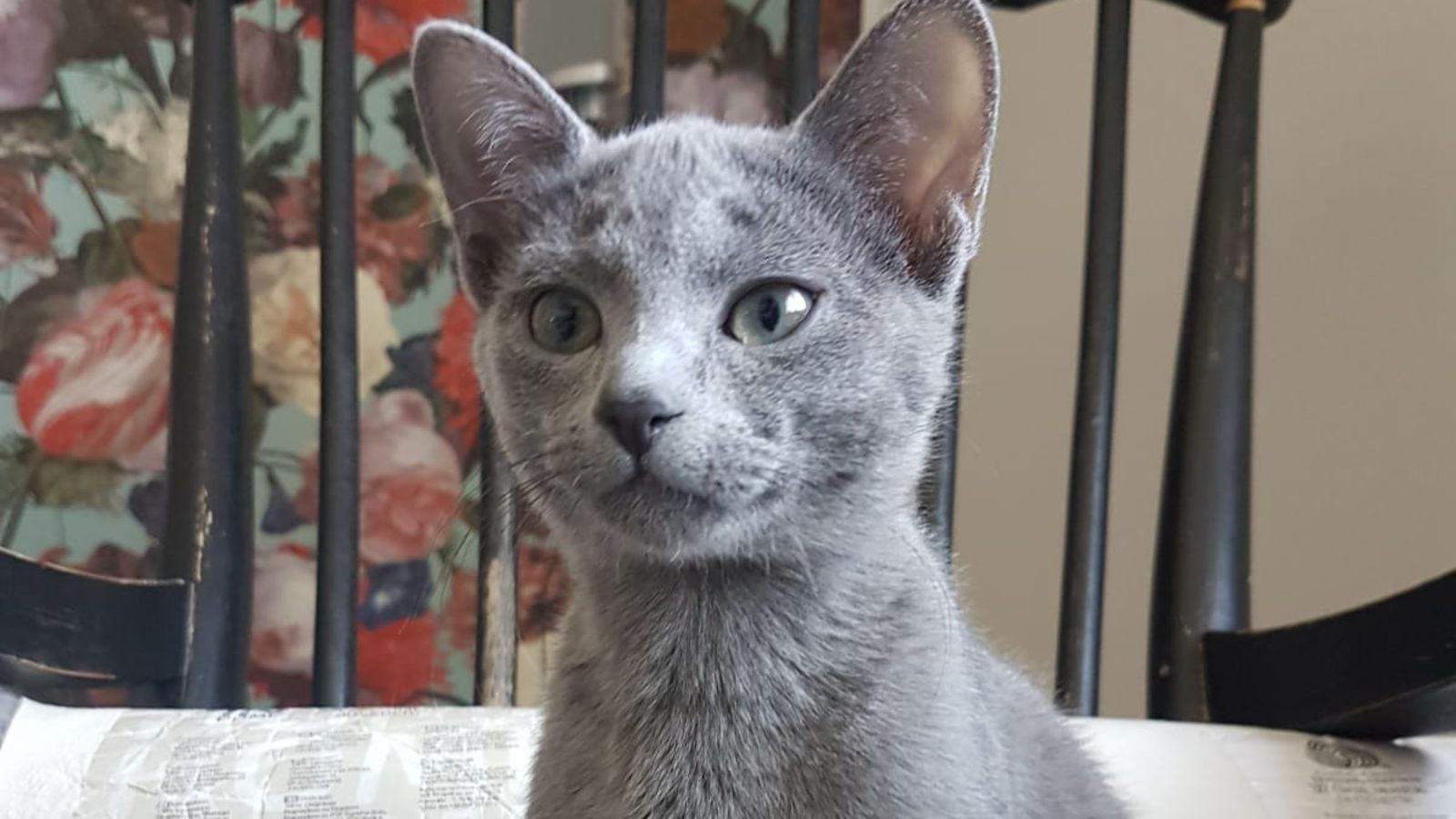 löytökissa Chanel