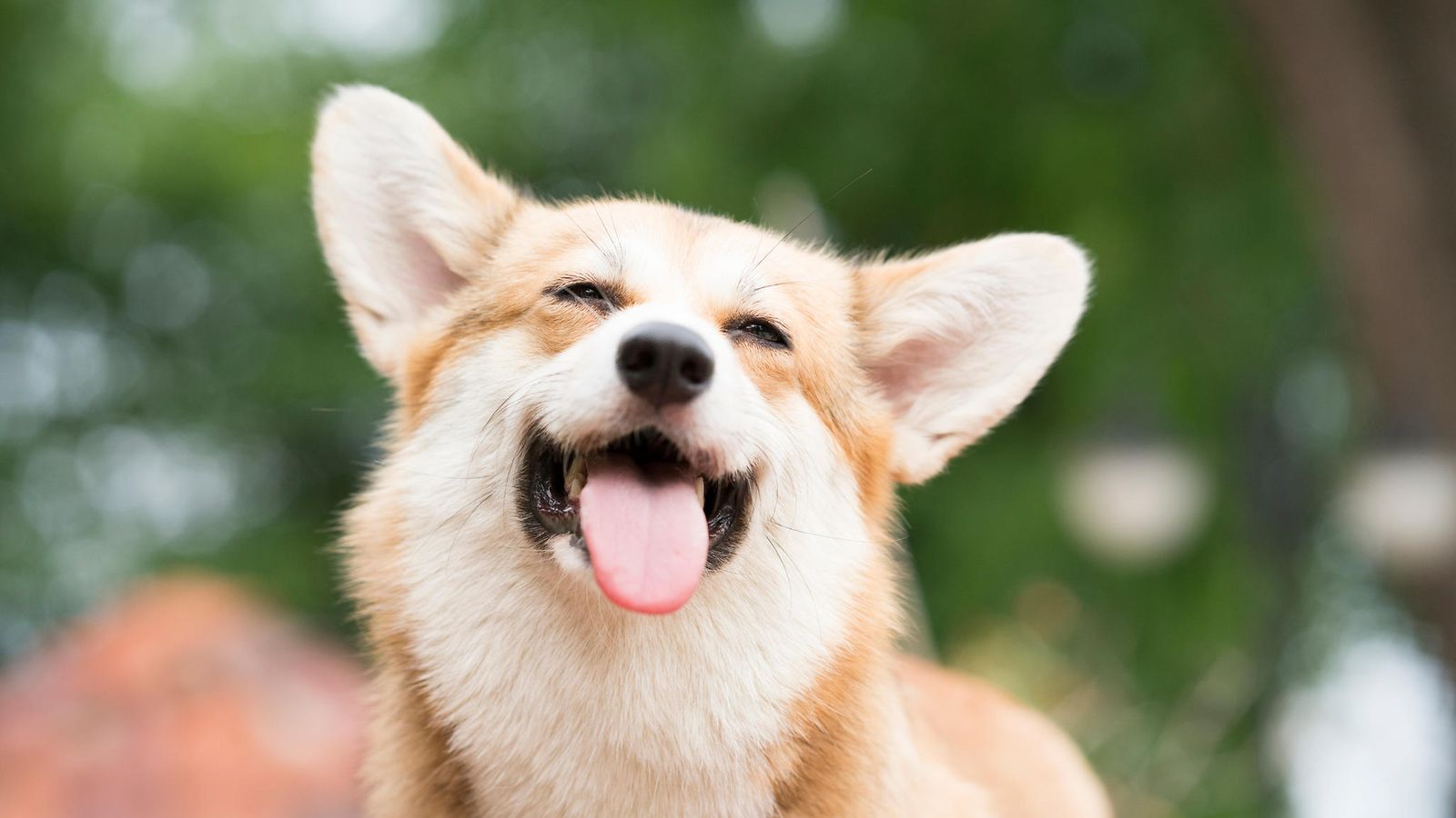 corgi