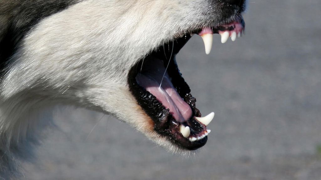 Koirat alkoivat purra ihmisiä Helsingin lemmikkimessuilla – useita tapauksia