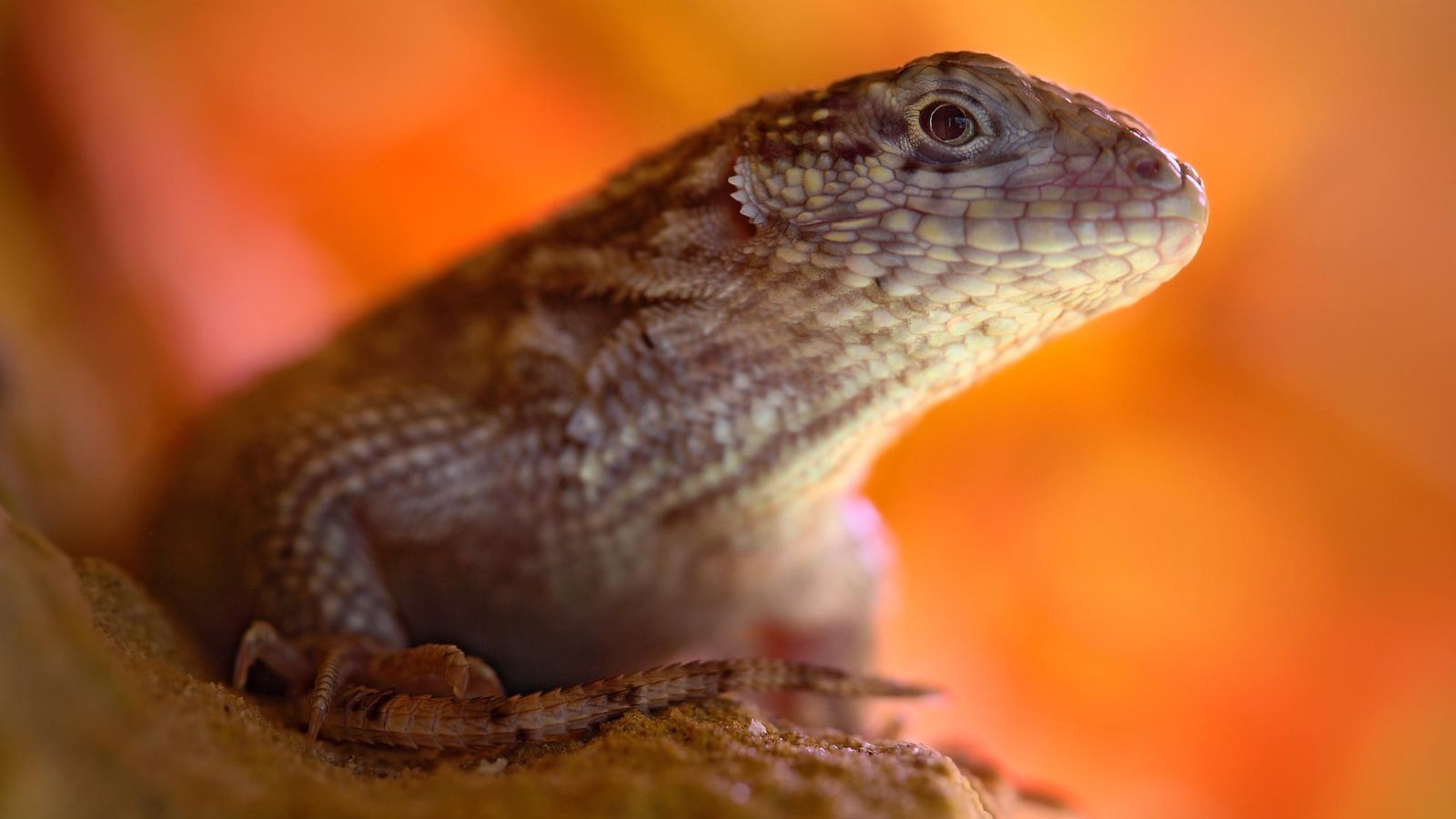 lisko, northern curly tailed lizard