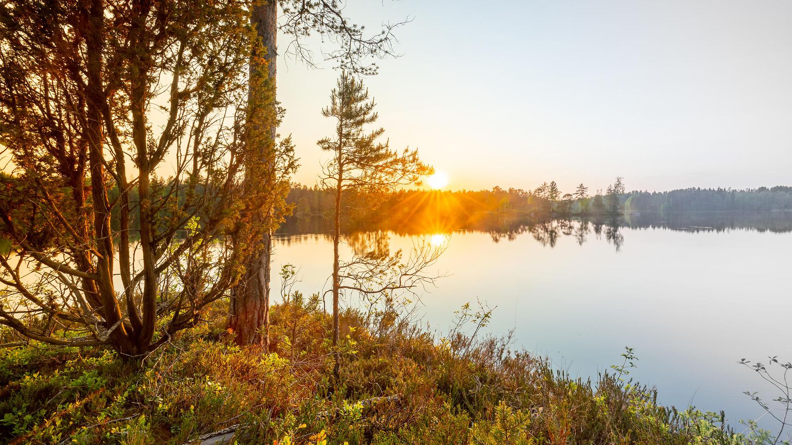 AOP kesä kuvituskuva 13