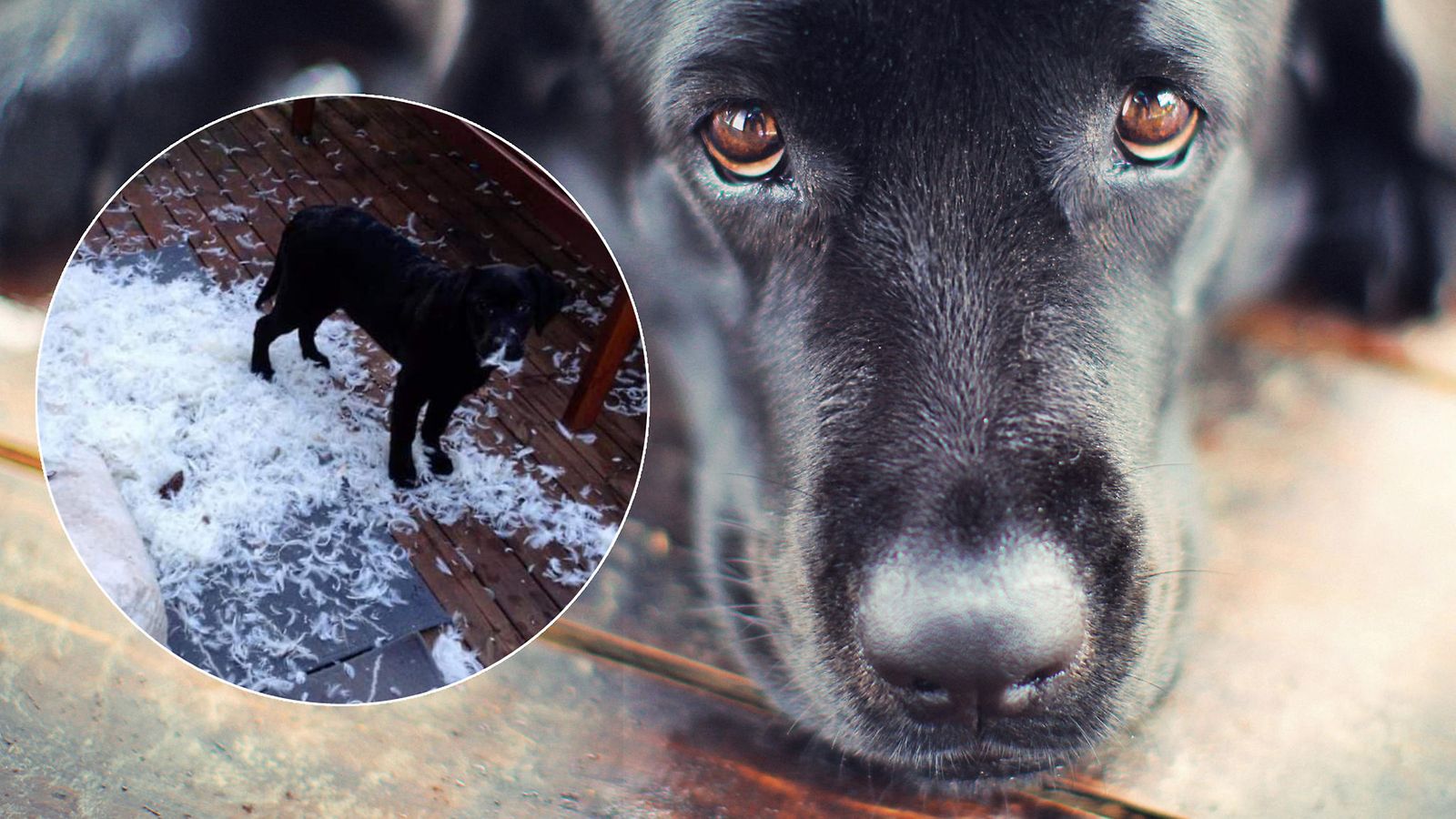 pääkuva labrador tyyny