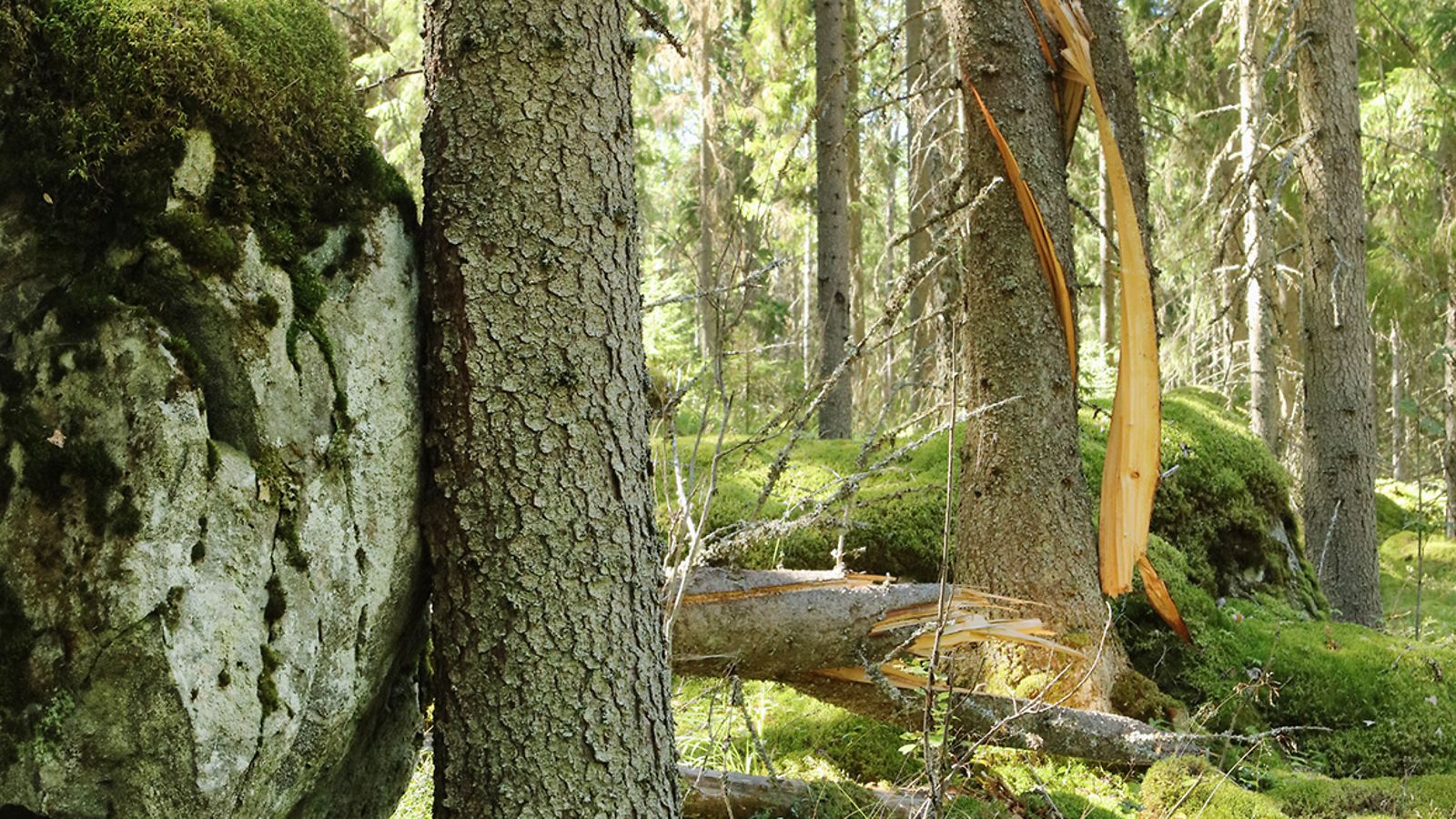 Tiitiäisen metsä