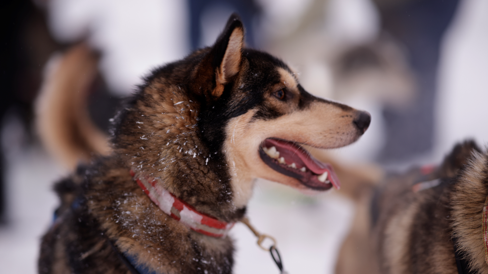 OMA: husky, koira, saariselkä, lappi