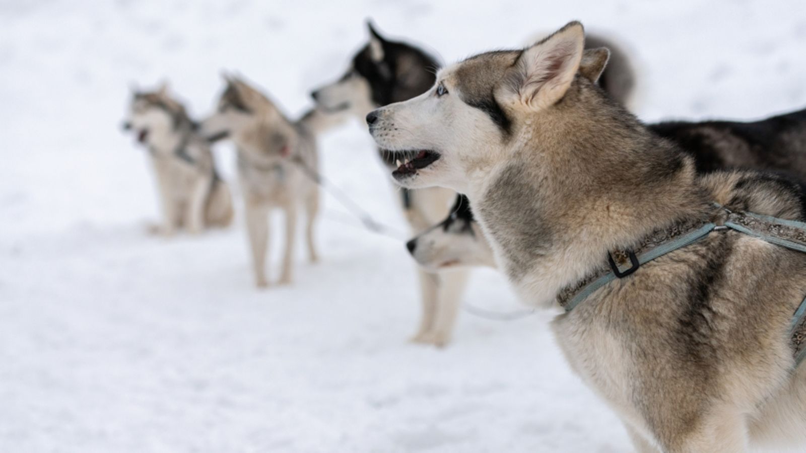 shutterstock husky