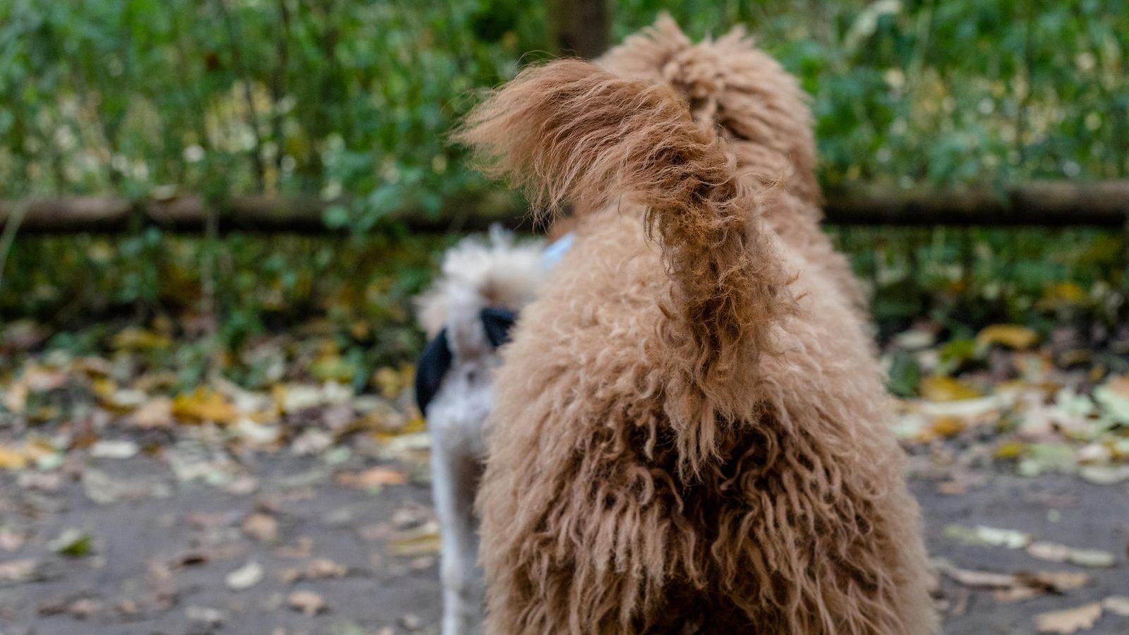 golden doodle, häntä, koira