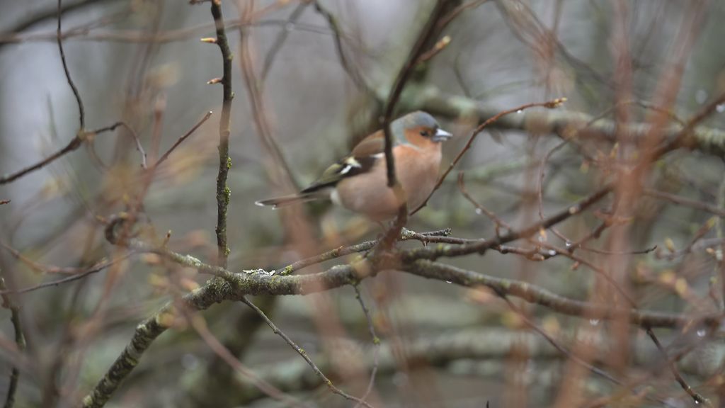 Muurahaisia, mustarastas ja peippo – koululaiset bongailivat kevään merkkejä