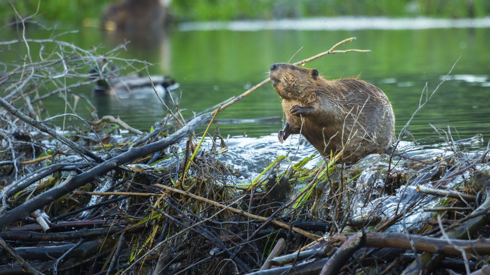 shutterstock majava