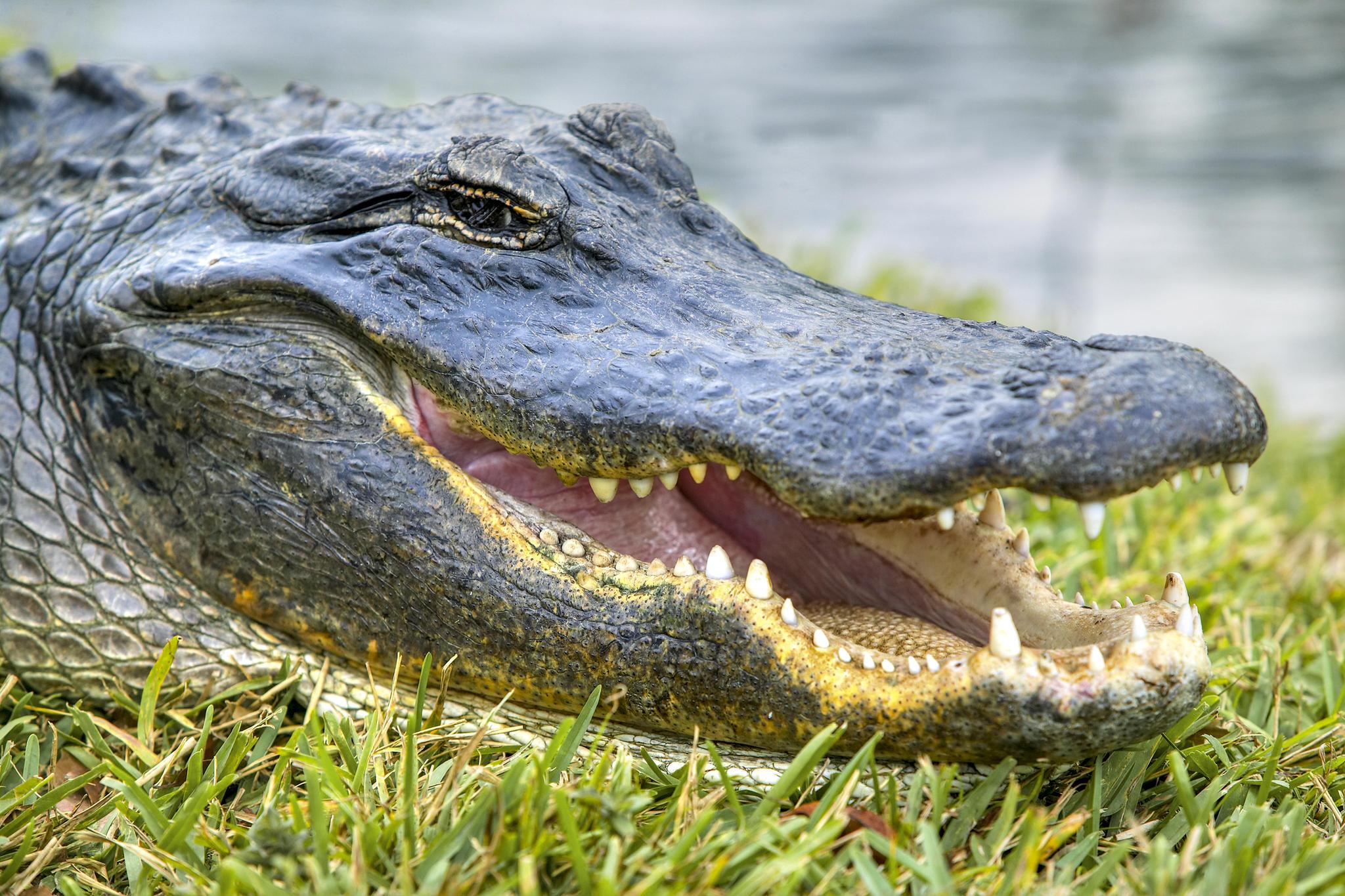 Valtava alligaattori keskeytti pelit golfkentällä Floridassa