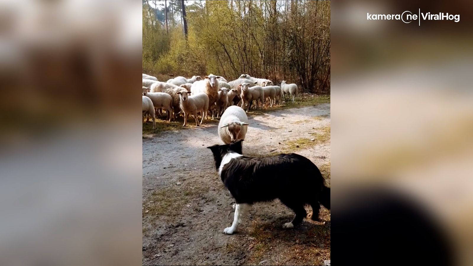 etu lammas ja paimenkoira