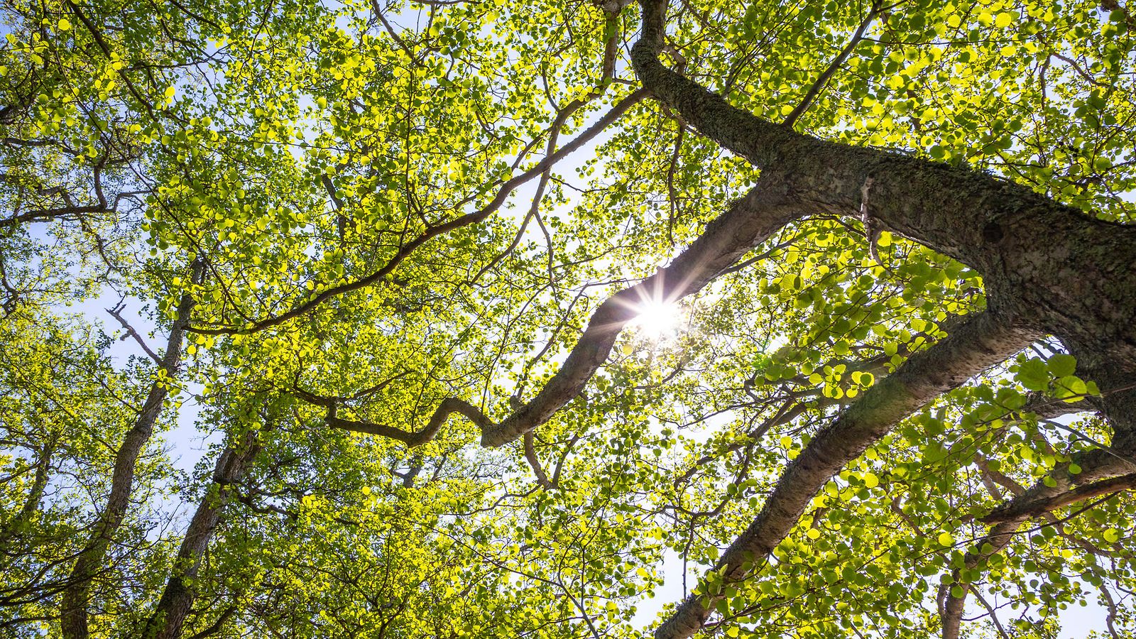 AOP metsä kesä puu