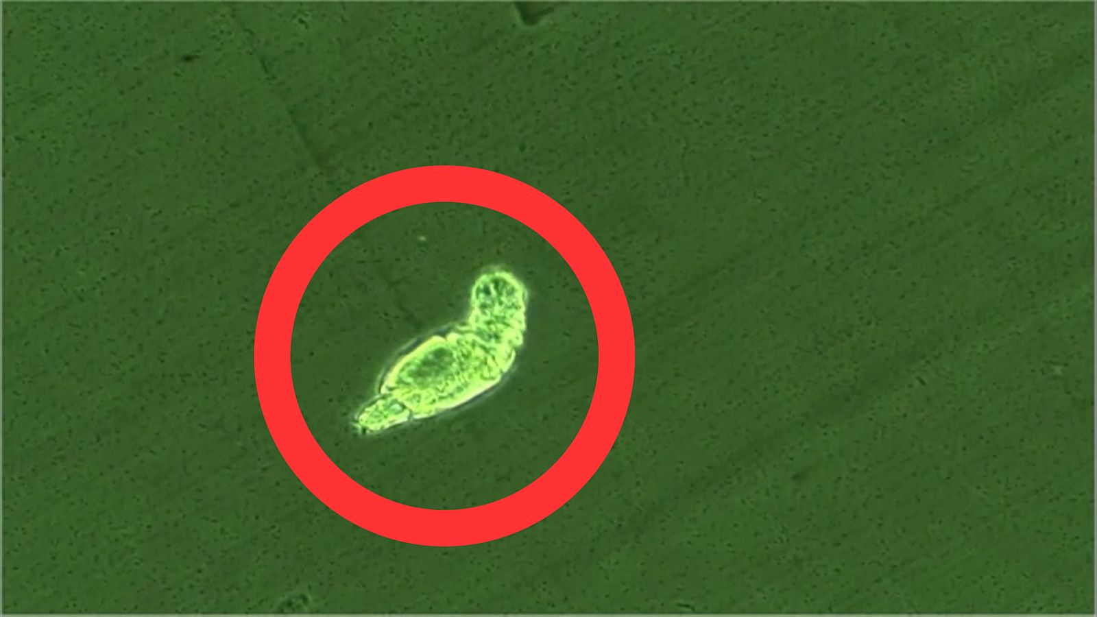 “Zombimato” herätettiin henkiin 24 000 vuoden jälkeen Venäjällä