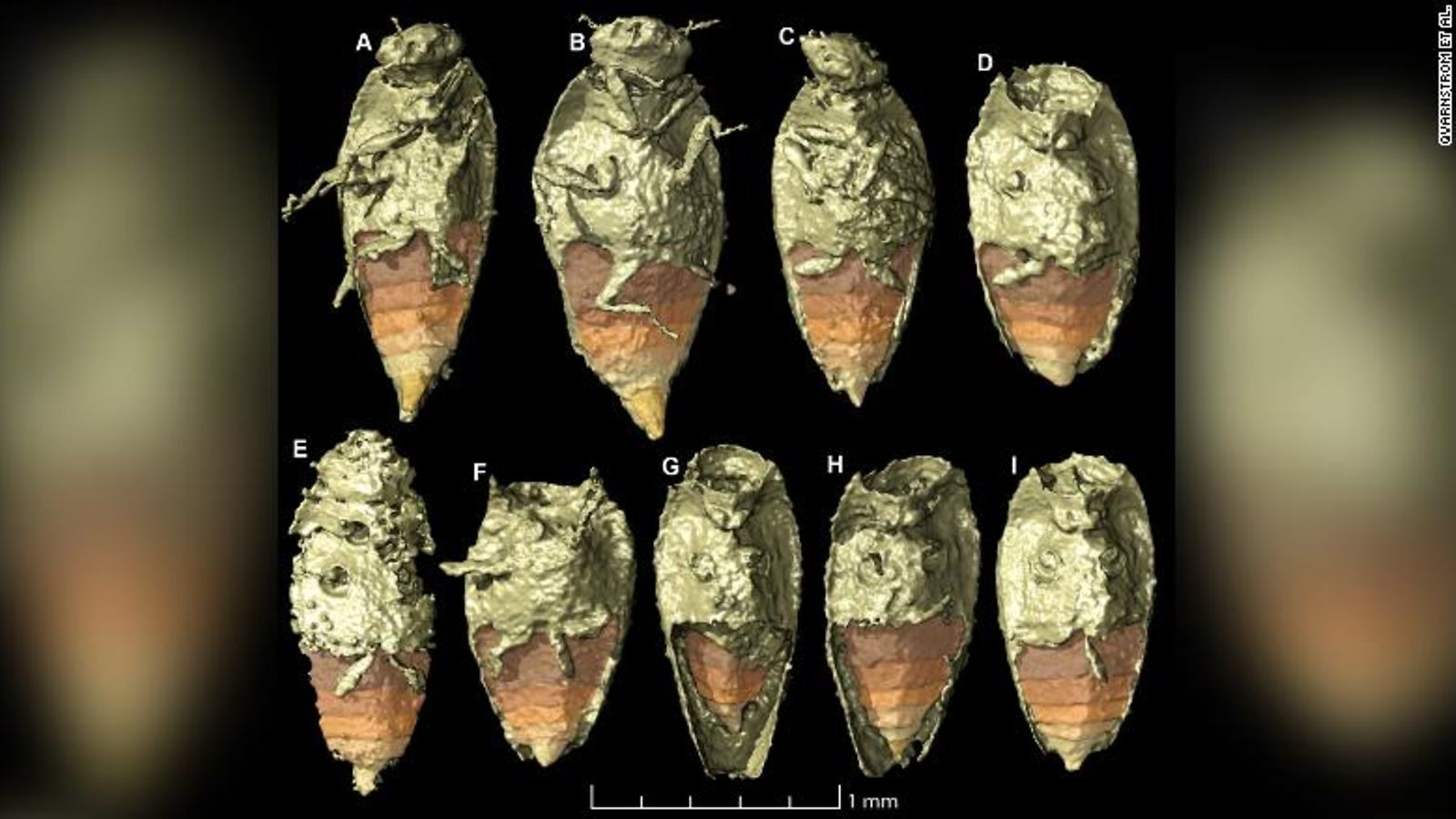 Dinosauruksen fossiloituneesta ulosteesta löydettiin 230 miljoonaa vuotta vanha koppakuoriaislaji