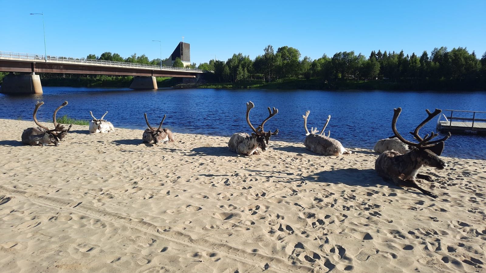 Lukijan kuva, poro, helle, lappi, uimaranta, ranta