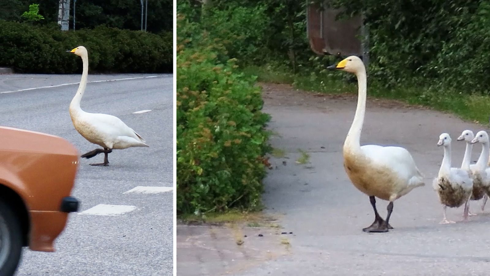 Liikennesääntöjen mukaan liikkunut joutsenperhe sai autot pysähtymään Jokelassa