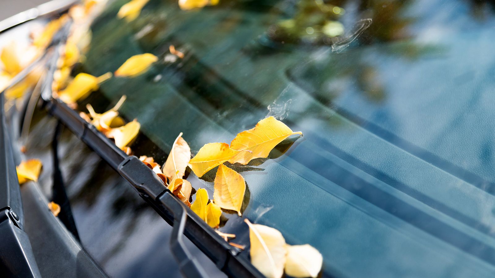 shutterstock syksy auto tuulilasi