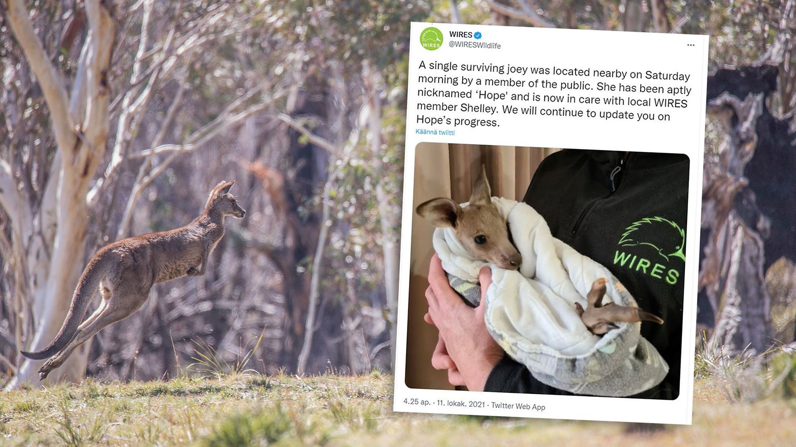 Australiassa kahta teinipoikaa syytetään 14 kengurun tappamisesta. Vain yksi poikanen laumasta selvisi hengissä.