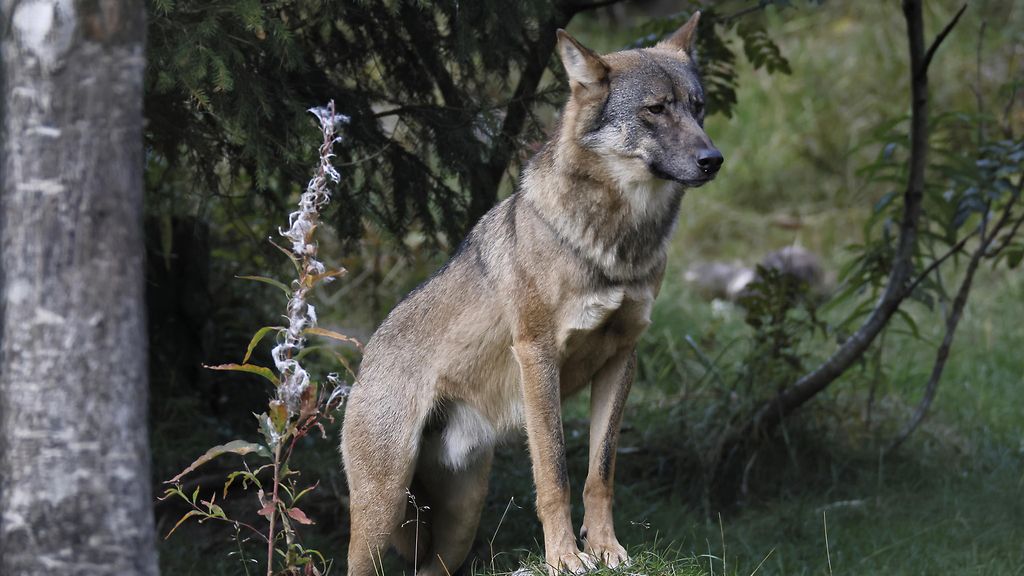 Hampurissa juoksennellut susi puri naista kasvoihin