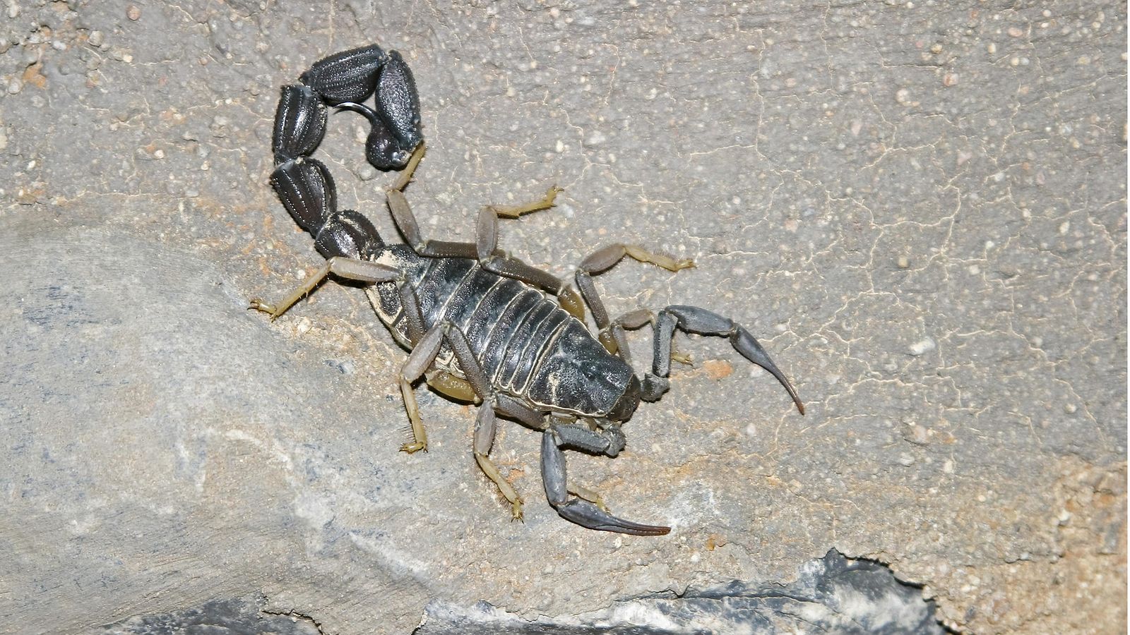black fat-tail