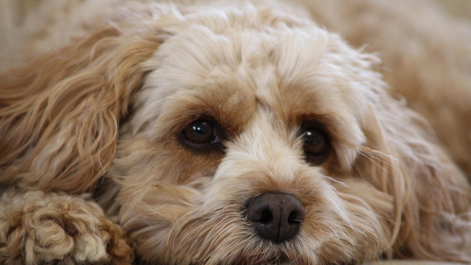 cavapoo