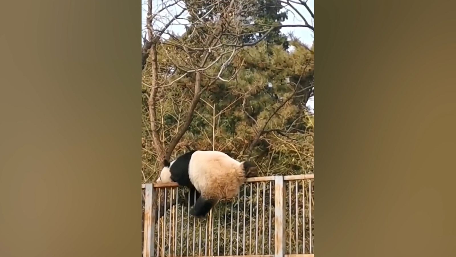 panda