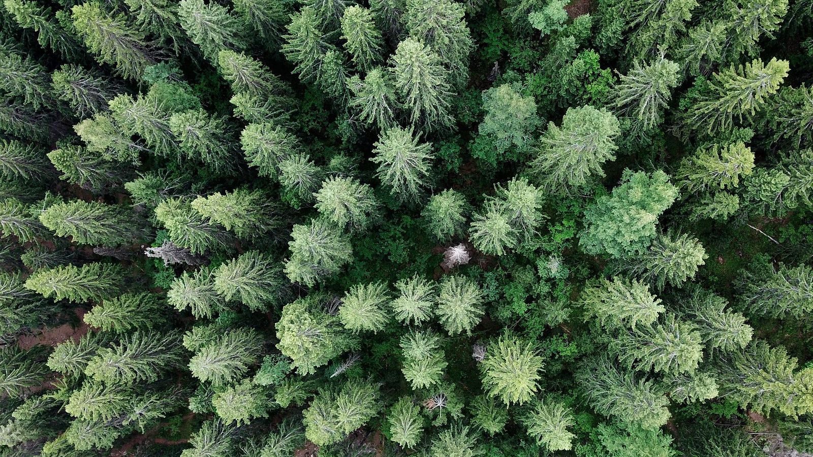 Metsää Laajavuorella Jyväskylässä torstaina 28. kesäkuuta 2018 ilmasta kuvattuna.