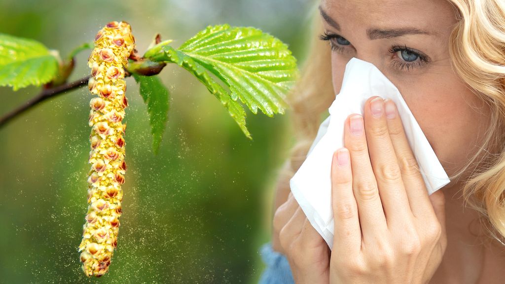 Siitepölyallergiaa vai flunssaa? Proviisori neuvoo, mistä ne erottaa ja milloin mennä lääkäriin