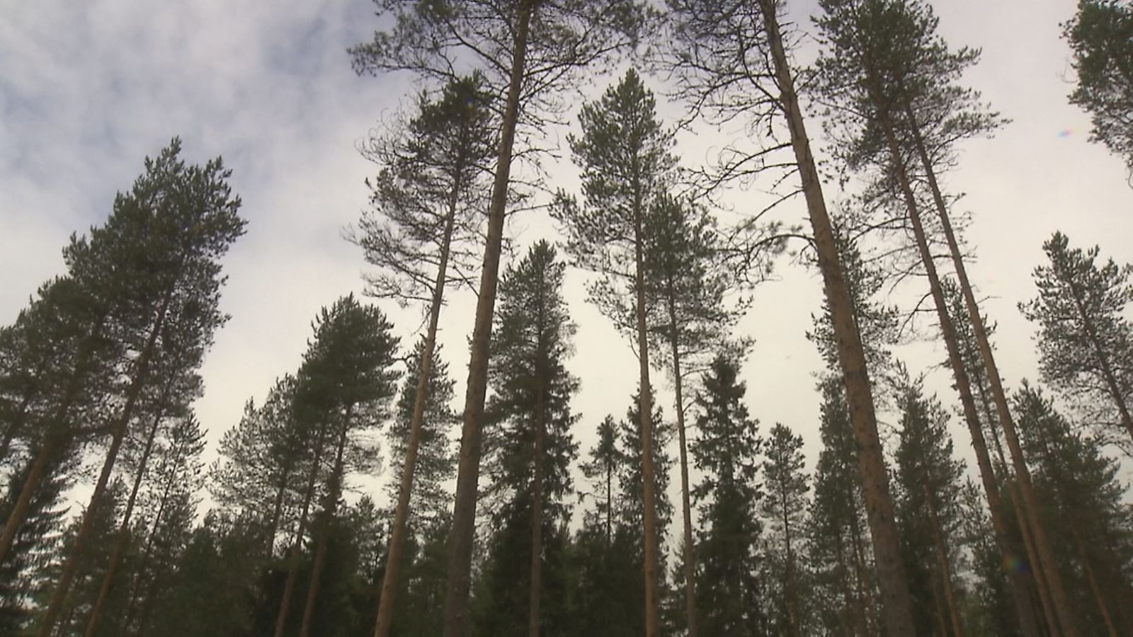 Hakkuut, metsä