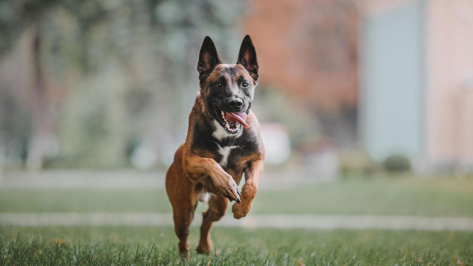 belgianpaimenkoira malinois