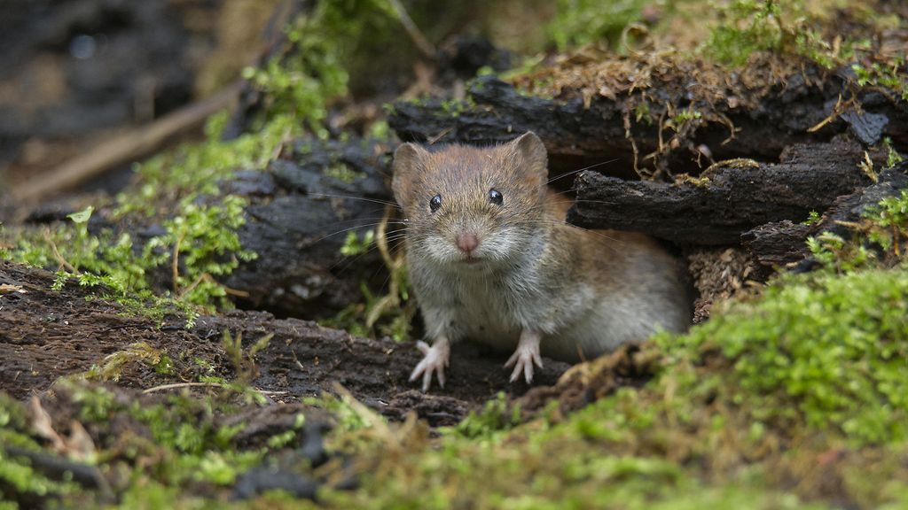 Näillä alueilla myyräkuumeriski on korkea