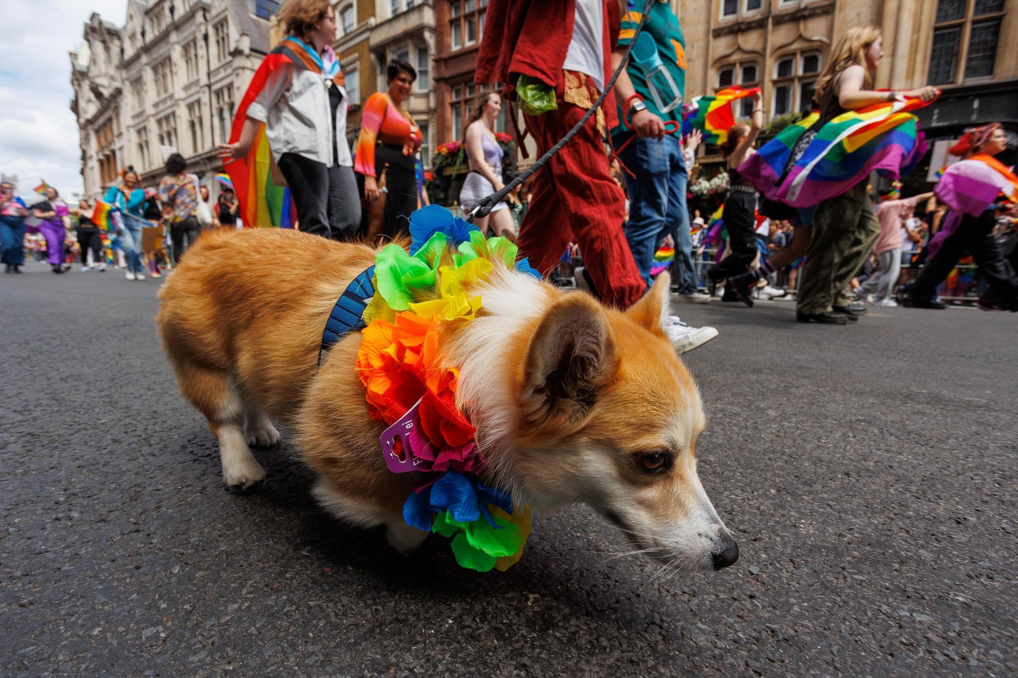 AOP Pride (6)