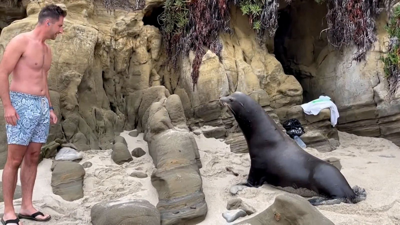 mereileijona san diego la jolla cove