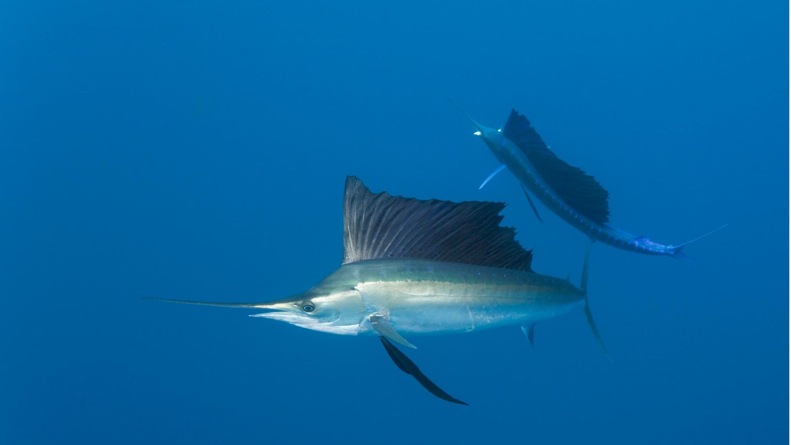 AOP purjekala sailfish 26.02989895