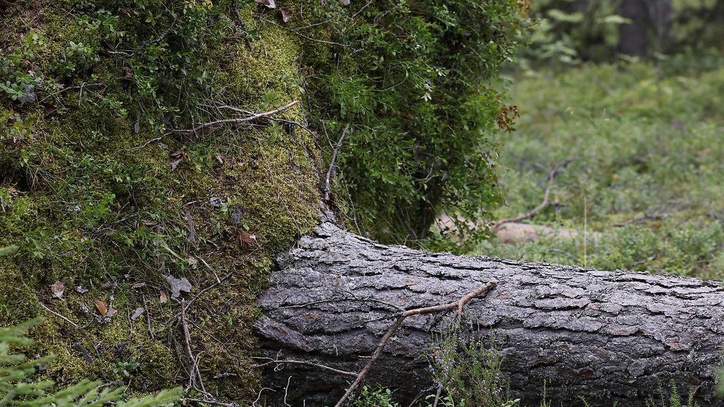Mies jäi puun alle ja kuoli