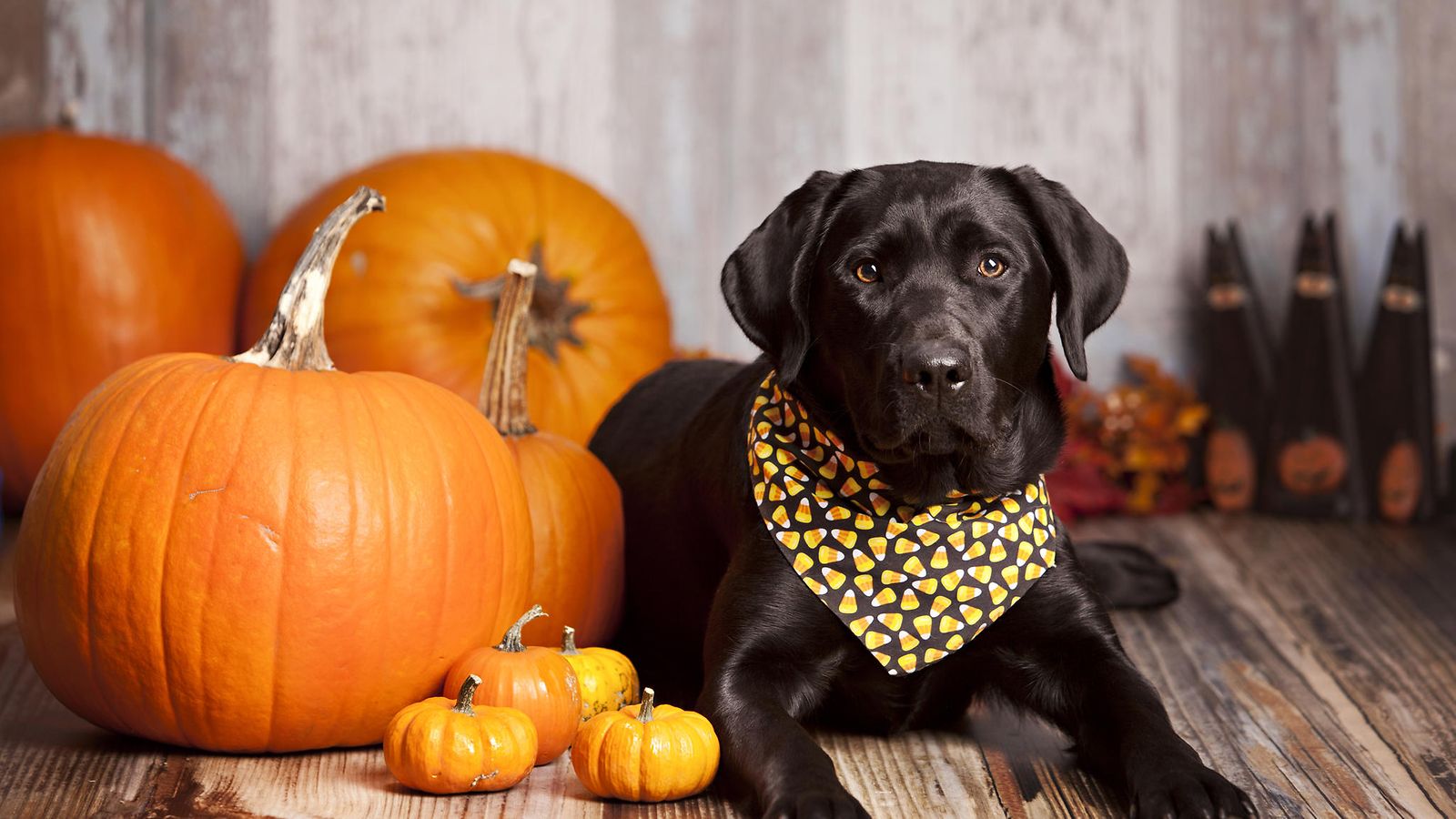 labradorinnoutaja, halloween