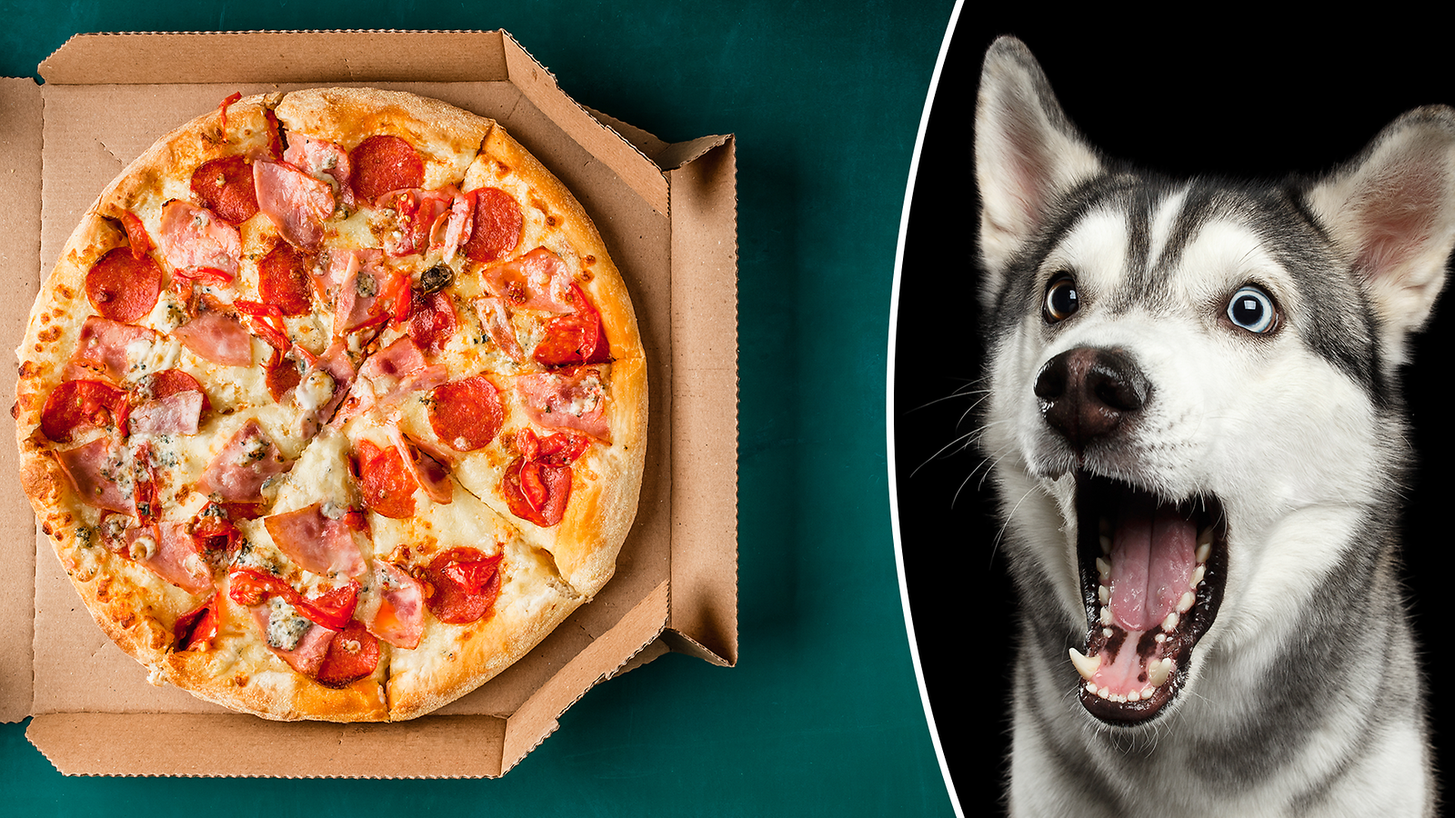 pääkuva husky ja pizza