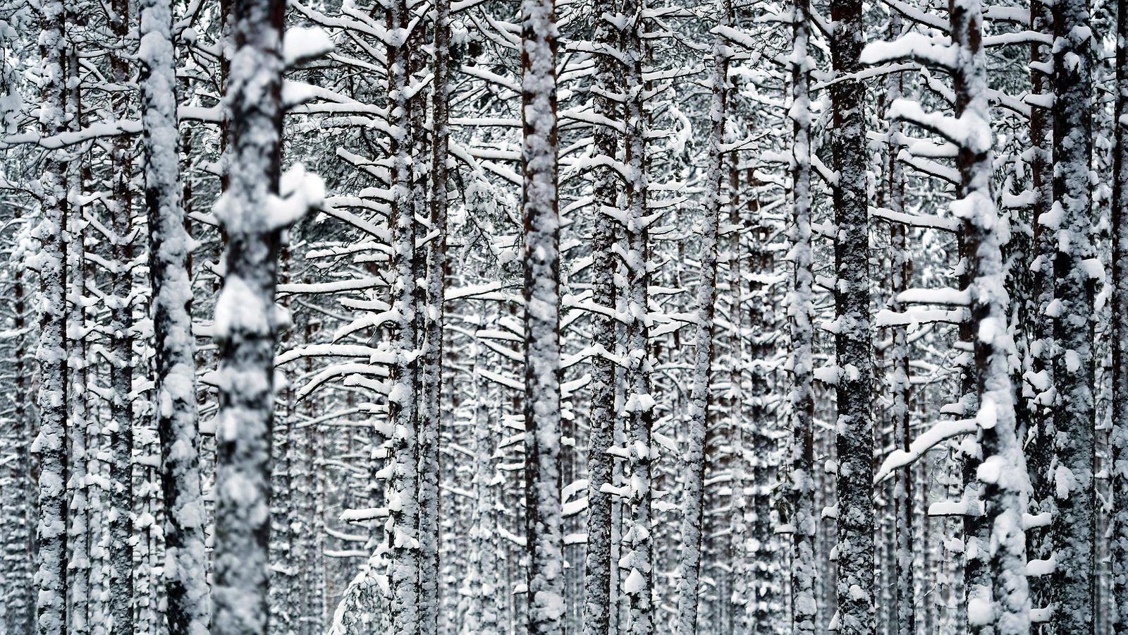 LK Talvinen metsä