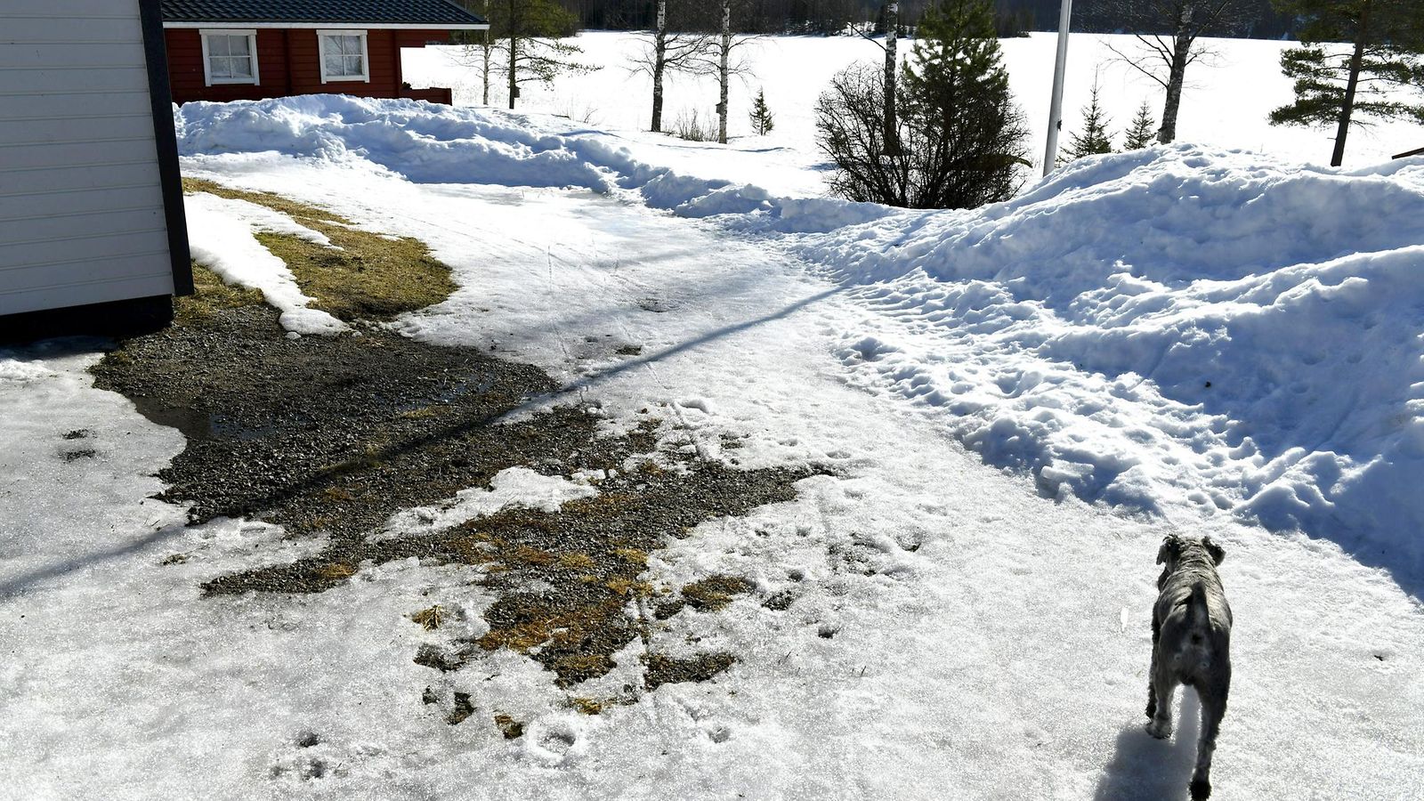 kevät tulee lehtikuva