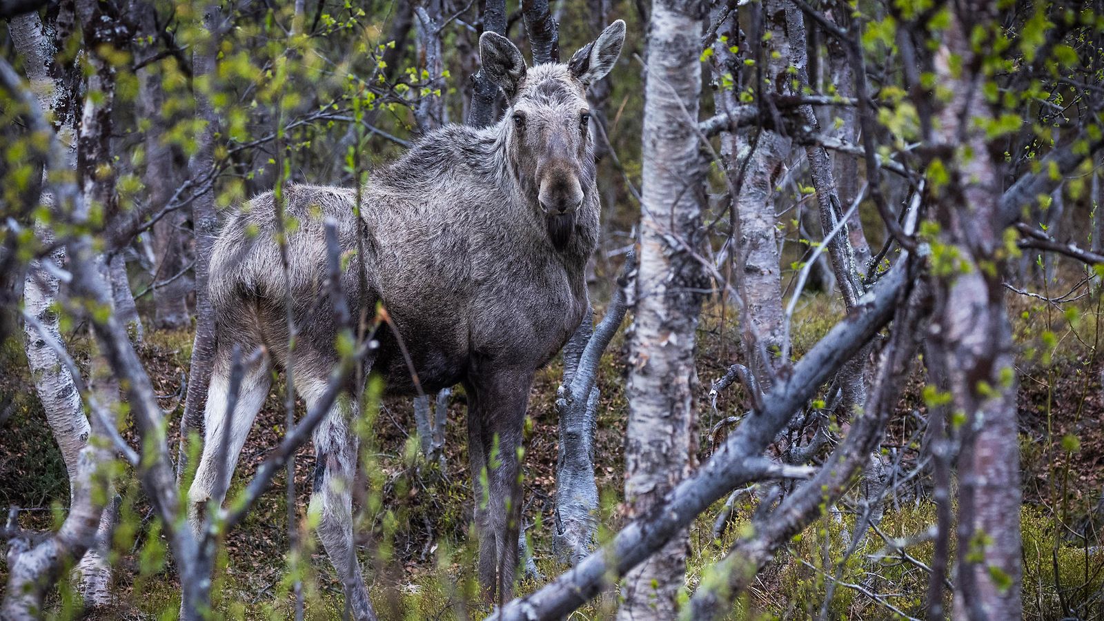 Hirvi metsässä AOP