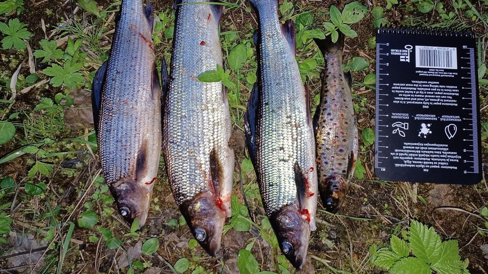 Laittomia kaloja poliisin kuva