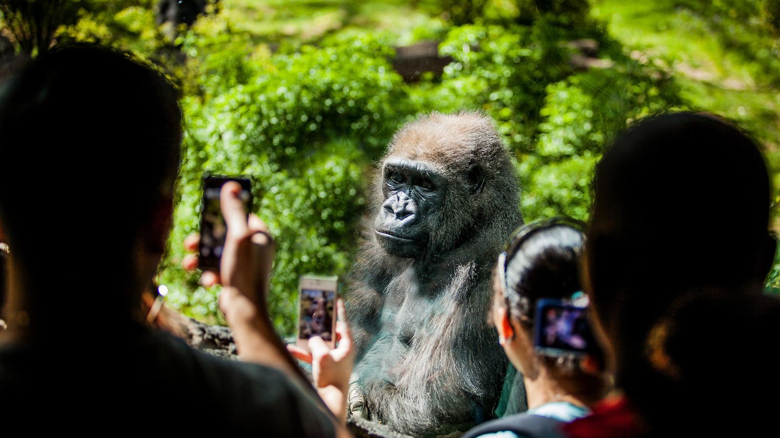 Gorilla eläintarhassa