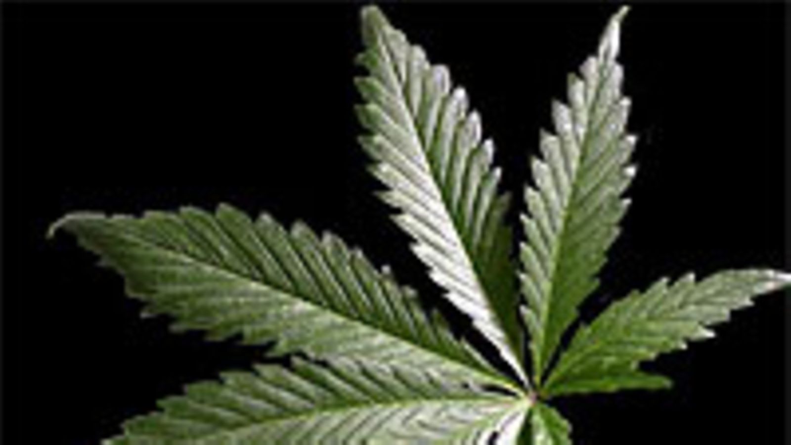 Marijuanan lehti