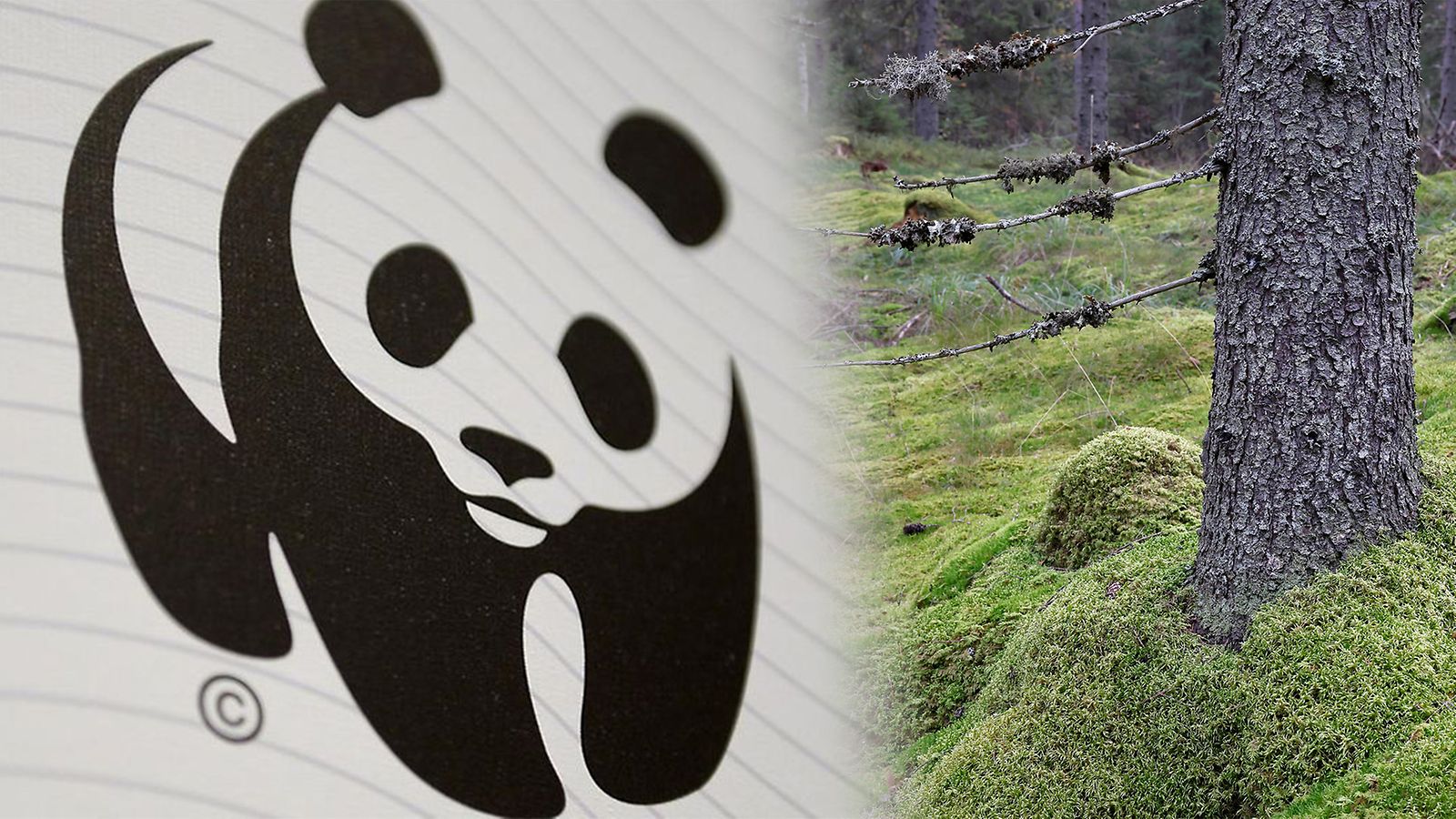 wwf metsä