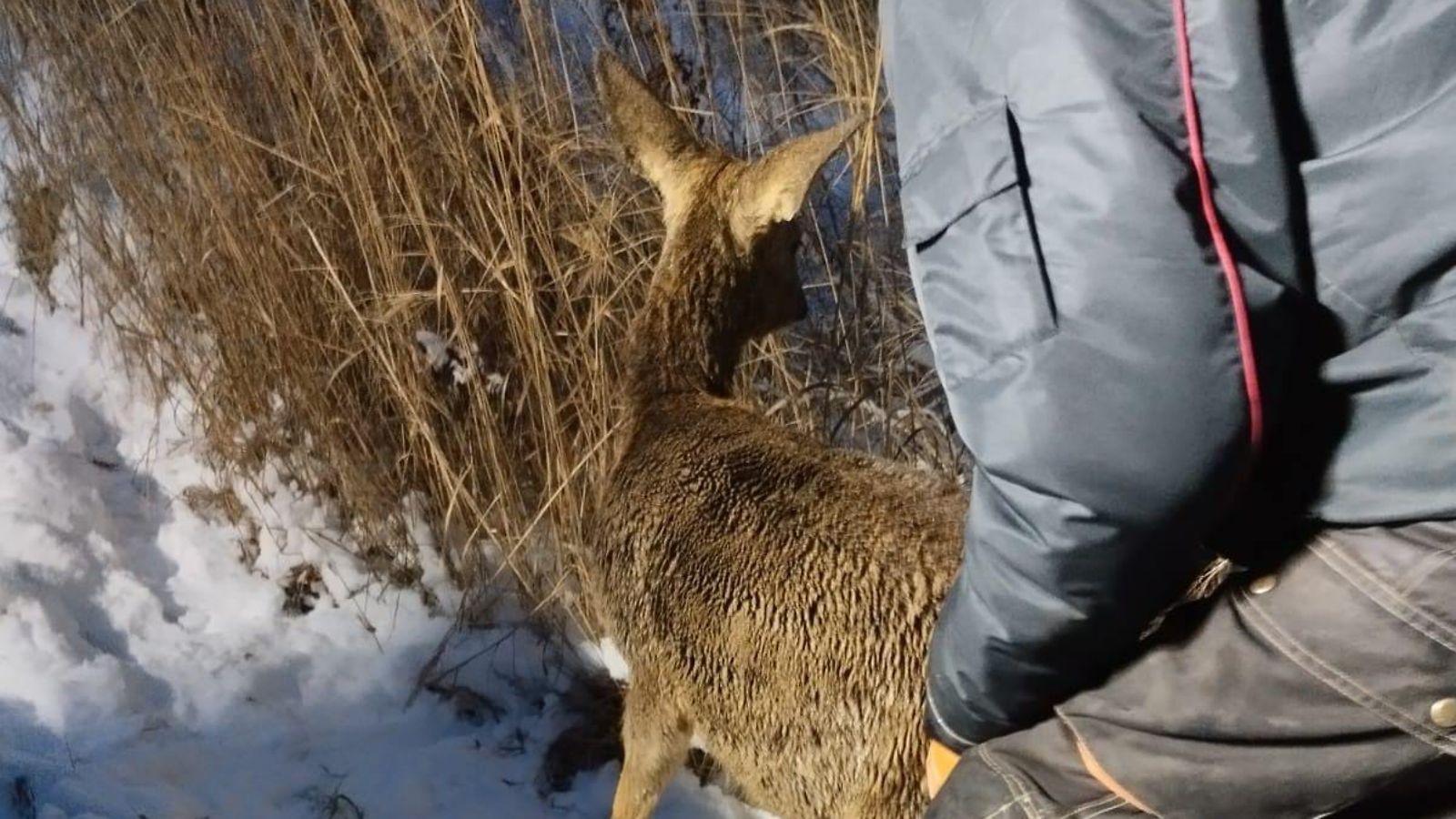 Kauriit Polvijärvellä 2