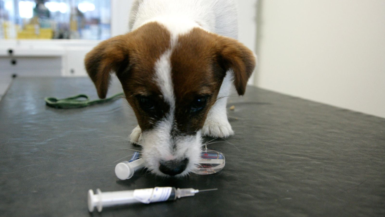 19012024 AOP JACKRUSSELINTERRIERI ELÄINLÄÄKÄRI