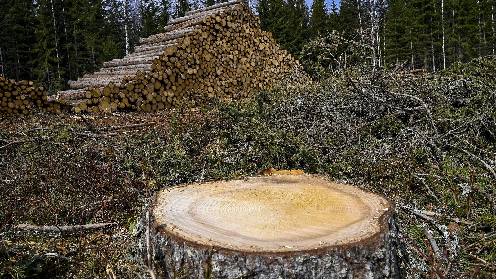 Kuusitukkeja ja kuusen kanto päätehakkuutyömaalla UPM:n omistamalla metsätilalla Janakkalassa 5. toukokuuta 2022.